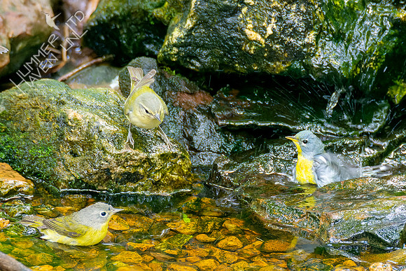 5-9-23 5-9-23 Tennessee, Nashville Warblers and  Northern Parula