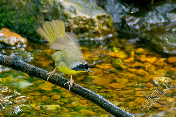 5-8-23 Common Yellowthroat