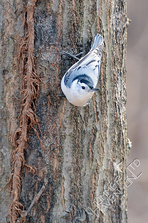 White-breasted Nuthatch 3-6-16