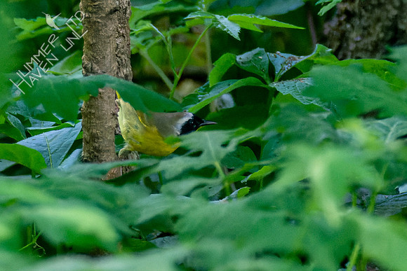 5-7-23 Common Yellowthroat