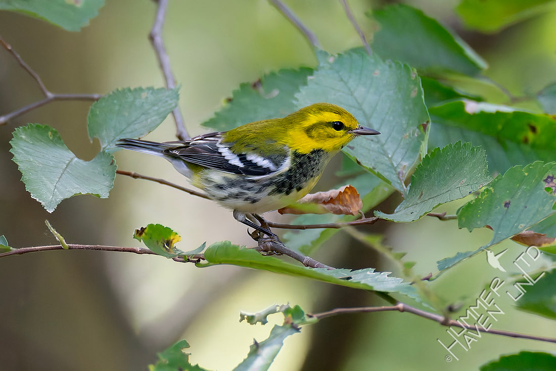 9-14-26 Black-throated Green Warbler