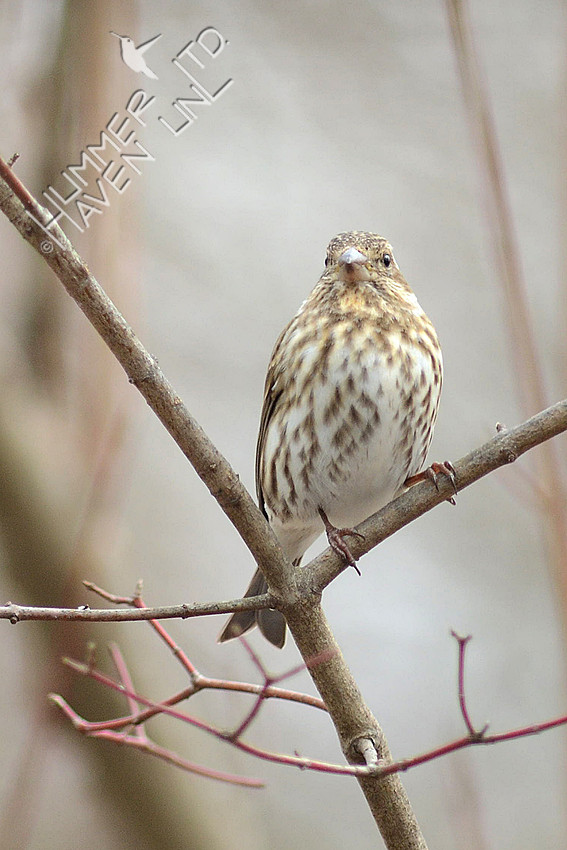 Purple Finch female 2/26/16