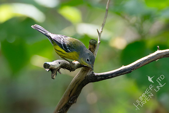 9-14-26 Magnolia Warbler