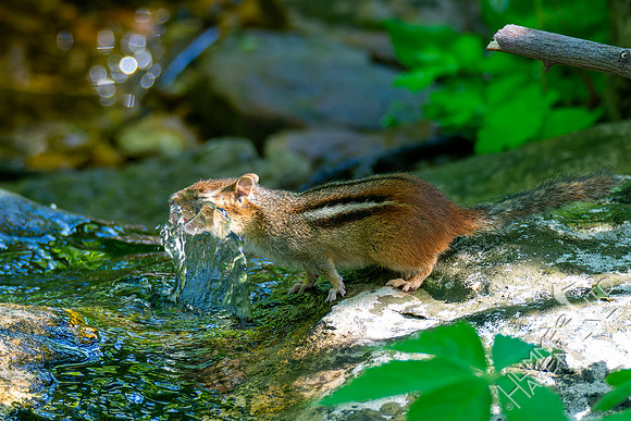 5-3-23 E. Chipmunk