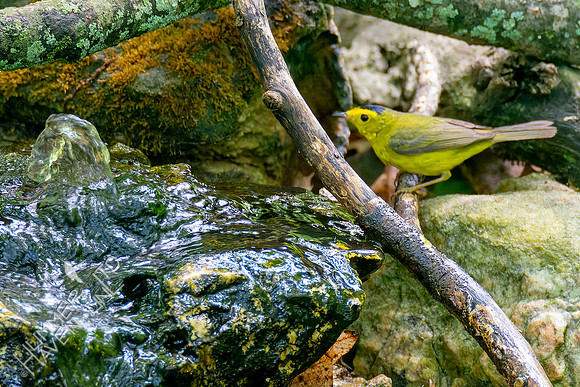 5-7-23 Wilson's Warbler