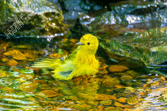 5-9-23 Yellow Warbler