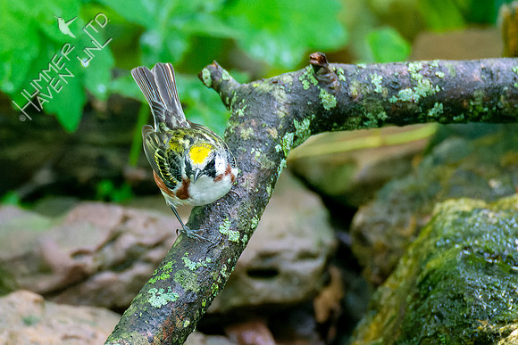 5-11-23 Chestnut-sided Warbler