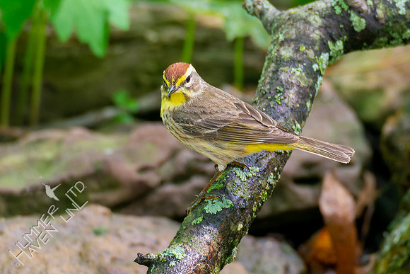 5-6-23 Palm Warbler