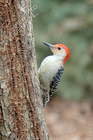 Red-bellied Woodpecker 3-4-16