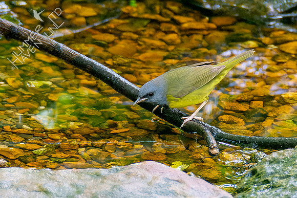5-10-23 Mourning Warbler