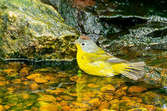 5-9-23 Nashville Warbler