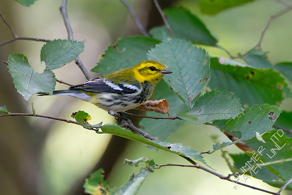 9-14-26 Black-throated Green Warbler