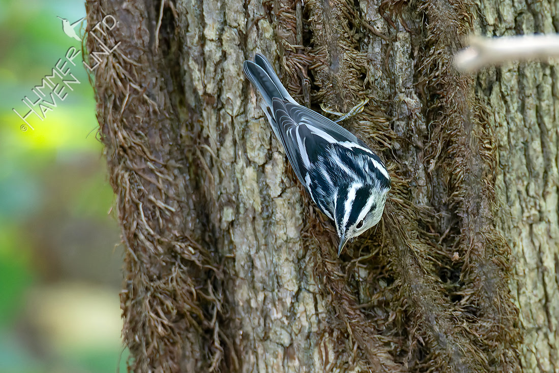 9-14-26 Black-and-white Warbler female