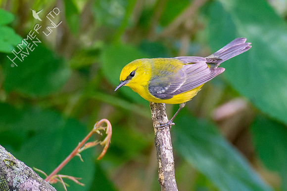 5-9-23 Blue-winged Warbler female