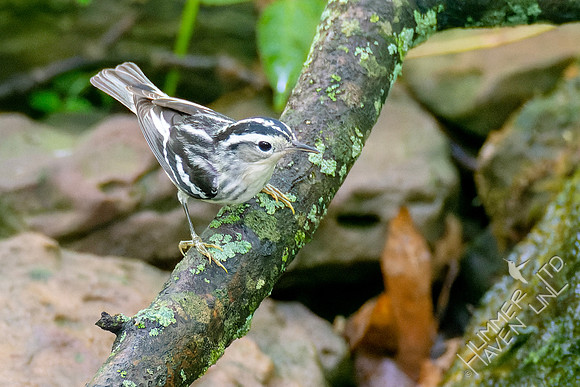 5-7-23 Black-and-white Warbler female