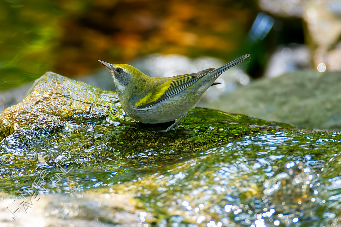 9-14-26 Golden-winged Warbler female