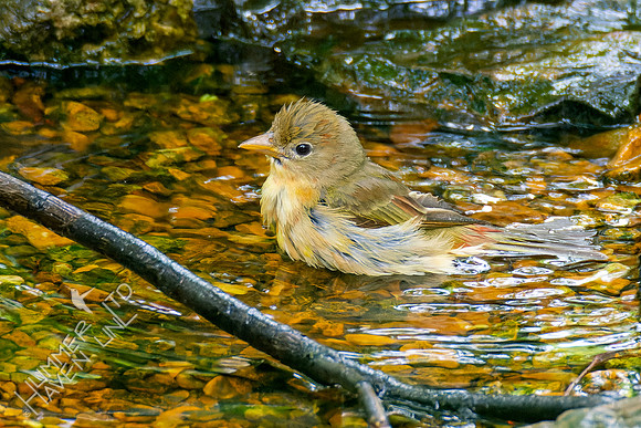 5-6-23 Summer Tanager Red morph female