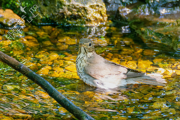 5-9-23 Swainson's Thrush