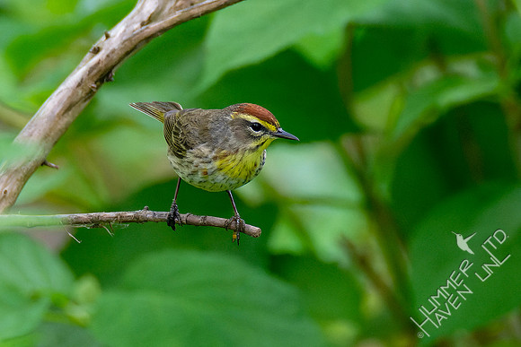 5-6-23 Palm Warbler