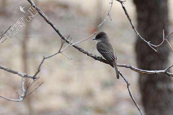 Eastern Phoebe 3-8-16