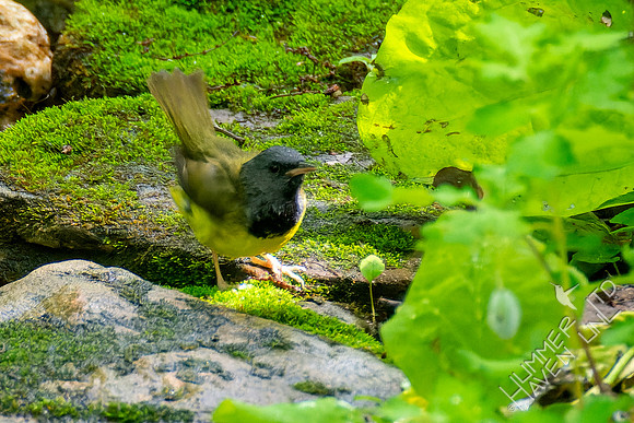5-10-23 Mourning Warbler