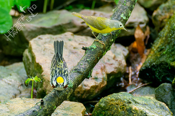 5-7-23 Chestnut-sided and Nashville Warblers