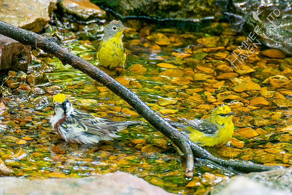5-7-23 Chestnut-sided, Nashville and Blue-winged  Warblers