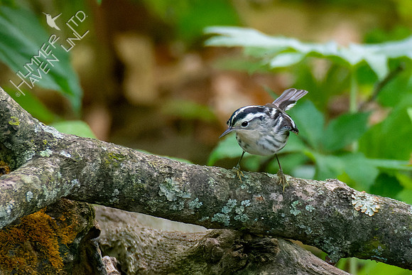 5-8-23 Black-and-white Warbler female