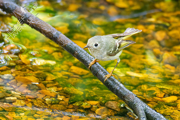 5-7-23 Ruby-crowned Kinglet