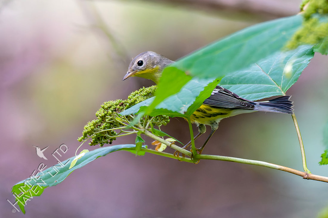 9-15-26 Magnolia Warbler in cover of Hydrangea