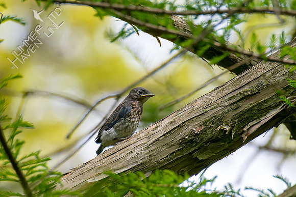 5-4-23 Eastern Bluebird fledgling