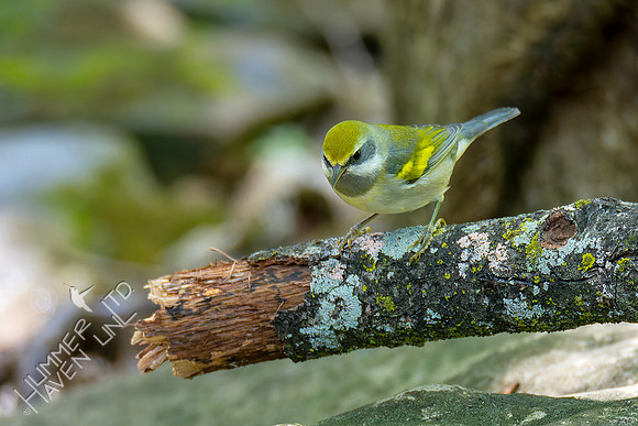 9-14-26 Golden-winged Warbler female