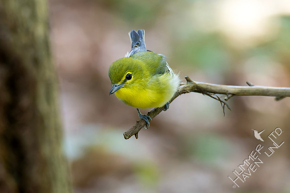 9-14-26 FOY #98 Yellow-throated Vireo B#75