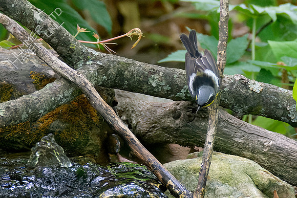 5-11-23 Magnolia Warbler