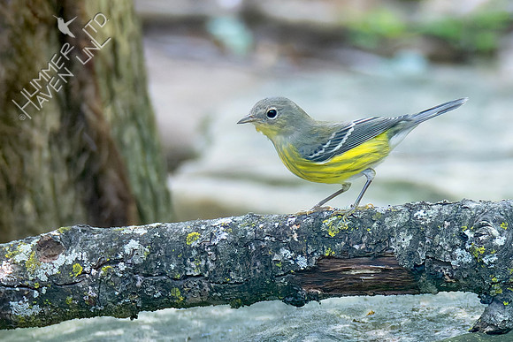 9-15-26 Magnolia Warbler