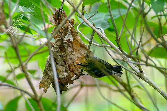 5-7-23 Blue-winged Warbler female