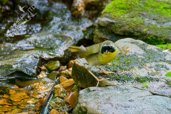 5-8-23 Common Yellowthroat