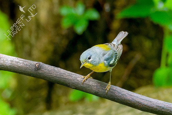 5-9-23 Northern Parula