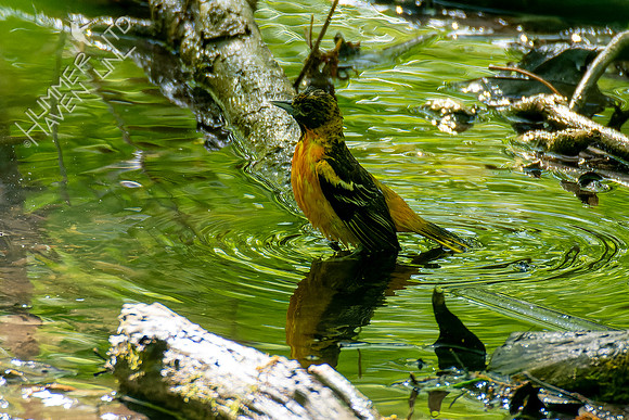 5-4-23 Baltimore Oriole female