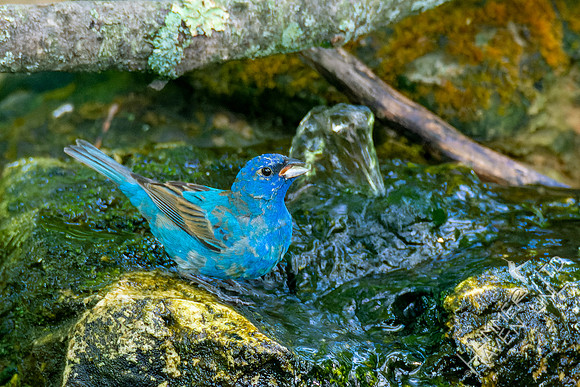 5-9-23 Indigo Bunting