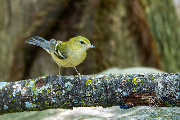 9-14-26 Bay-breasted Warbler