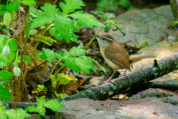 5-7-23 Carolina Wren