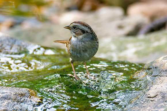4-15-23 Swamp Sparrow with larvae