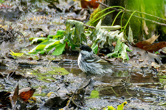 5-7-23 Blackpoll Warbler