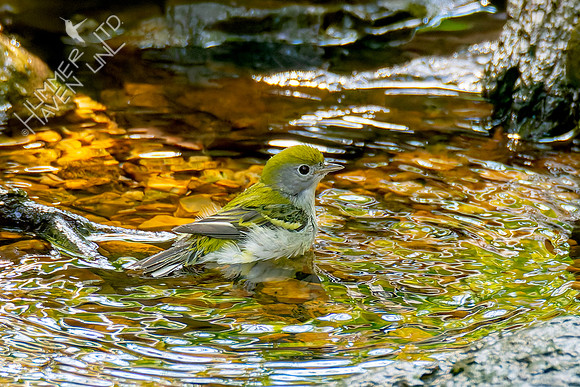 9-15-26 Chestnut-sided Warbler
