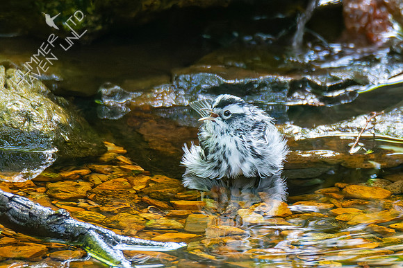 9-14-26 Black-and-white Warbler