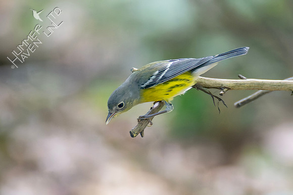 9-15-26 Magnolia Warbler