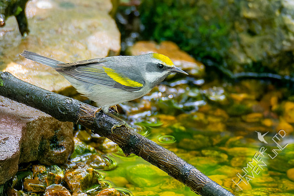 5-6-23 Golden-winged Warbler female
