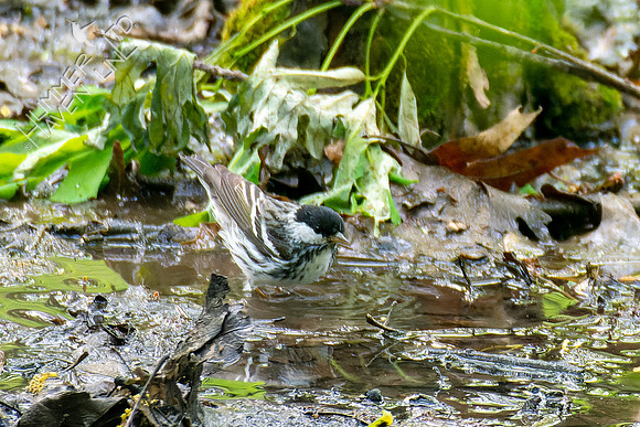 5-7-23 Blackpoll Warbler
