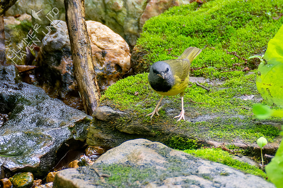 5-10-23 Mourning Warbler